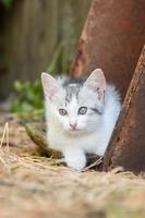 gato cinza branco no caçador de grama foto