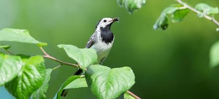 a alvéola branca motacilla alba foto