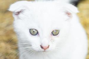 gato branco na grama foto
