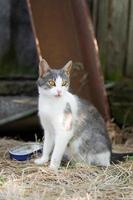 gato fofo brincando no parque em dia chuvoso.. foto