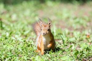 esquilo vermelho senta-se na grama. foto