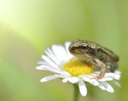 pequeno sapo sentado em uma flor. foto