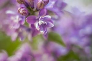 lilás lindo e perfumado no jardim. um close-up com uma cópia do espaço, filmado em uma macro com um desfoque de fundo para o papel de parede como plano de fundo. papel de parede natural. foco seletivo. foto