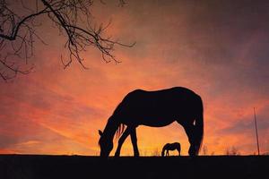 silhueta de cavalo no campo e fundo por do sol no verão foto