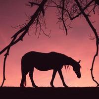 silhueta de cavalo no campo e fundo por do sol no verão foto