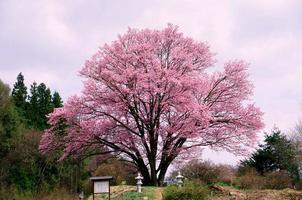 Árvore de cereja foto
