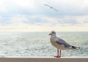 gaivota branca na prancha de madeira em frente ao mar foto