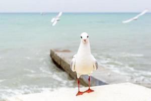 gaivota branca em frente ao mar foto
