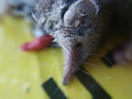ratos presos em uma ratoeira foto