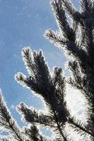 galho de árvore conífera coberto de gelo foto