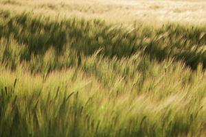 campo de trigo ventoso