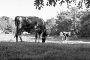 fotografia sobre o tema bela vaca leiteira grande foto