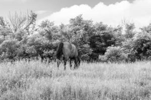 lindo garanhão de cavalo selvagem no prado de flores de verão foto