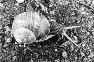 grande caracol de jardim com concha rastejando na estrada molhada, volte para casa foto