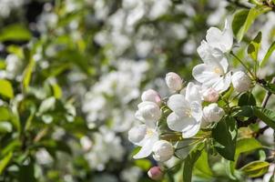 macieira de flores brancas