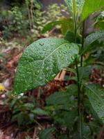 gotas de orvalho de chuva nas folhas que dão uma sensação de frescor ao espectador foto