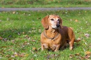 cão bassê deitado na grama foto