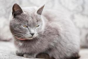 gato sentado na grama. foto