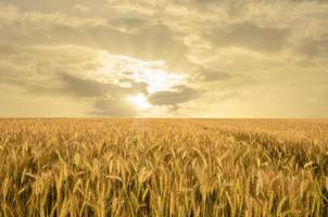 campo de trigo dourado foto