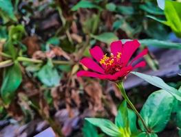 zinnia elegans profusão vermelho macro tiro pela manhã foto