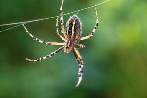 aranha amarelo-preta em sua teia de aranha - argiope bruennichi foto