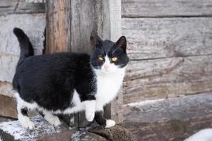 gato cinza fofo na neve foto