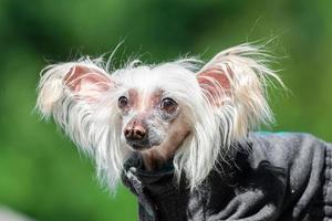 cão de crista chinês.. foto