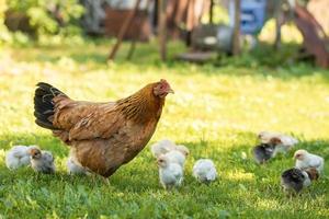 aves de capoeira em um quintal rural. galinha e galinhas em uma grama na aldeia contra fotos de sol. gallus gallus domesticus. fazenda orgânica de aves. Agricultura orgânica. economia sustentável. agricultura natural.