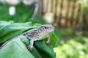 lagarto na grama.. foto