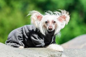 cão de crista chinês. foto