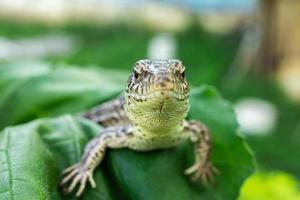 lagarto na grama foto