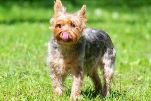 cão fêmea yorkshire terrier foto