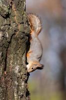 sciurus. roedor. o esquilo senta-se em uma árvore e come. lindo esquilo vermelho no parque. foto