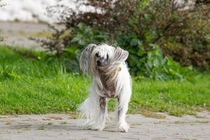 cão de crista chinês foto