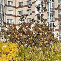 macieira com frutas maduras contra o pano de fundo de um edifício residencial de arranha-céus. foto