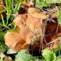 cogumelos na grama. habitat. cogumelos não são comestíveis venenosos. foto