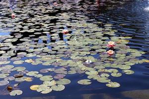 flores de nenúfar brilhante e grandes folhas verdes em um lago em israel foto