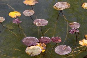 flores de nenúfar brilhante e grandes folhas verdes em um lago em israel foto