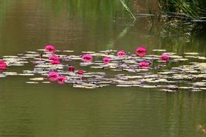 flores de nenúfar brilhante e grandes folhas verdes em um lago em israel foto