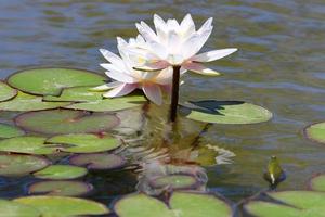 flores de nenúfar brilhante e grandes folhas verdes em um lago em israel foto