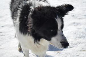 rosto doce de um border collie no inverno foto