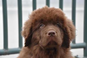 cachorrinho marrom chocolate newfie com um rosto doce foto