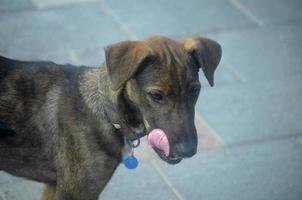 cachorro cunucu lambendo os beiços foto