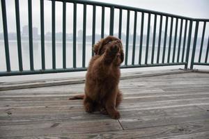 lindo cachorrinho marrom terra nova segurando sua pata para cima foto