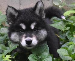 cachorrinho alusky fofo escondido em um jardim verde foto