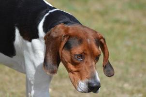 cão de montanha entlebucher olhando para baixo foto