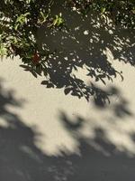 sombras de folhas na parede foto