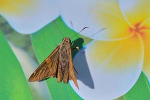 borboleta de capitão manchada de prata durante um verão de ohio foto