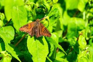 borboleta de capitão manchada de prata no sol de verão foto