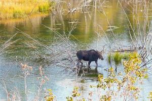 alce fêmea em águas rasas no final da tarde de grand teton foto